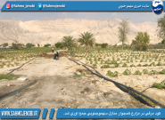 كود مرغي در مزارع همجوار منازل سهموجنوبي جمع آوري شد.