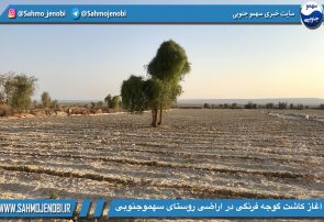 آغاز کاشت گوجه فرنگی در اراضی روستای سهموجنوبی