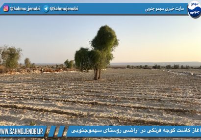 آغاز کاشت گوجه فرنگی در اراضی روستای سهموجنوبی