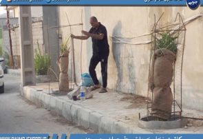 كاشت نخل خرما توسط جوان سهموجنوبي