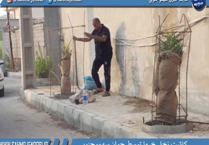 كاشت نخل خرما توسط جوان سهموجنوبي