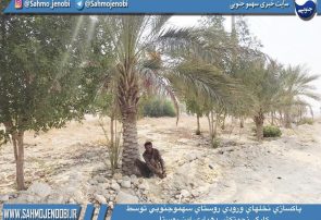 پاكسازي نخلهاي ورودي سهموجنوبي